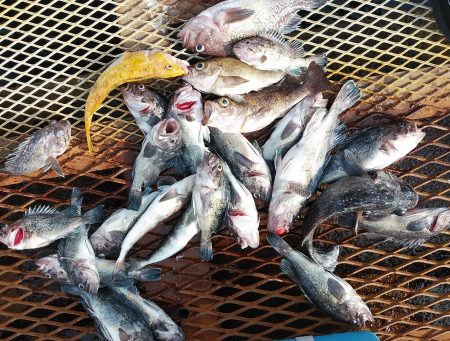 釣り船一番星 釣果