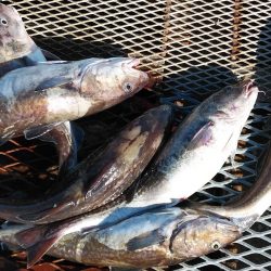 釣り船一番星 釣果