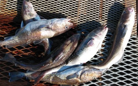 釣り船一番星 釣果