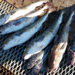 釣り船一番星 釣果