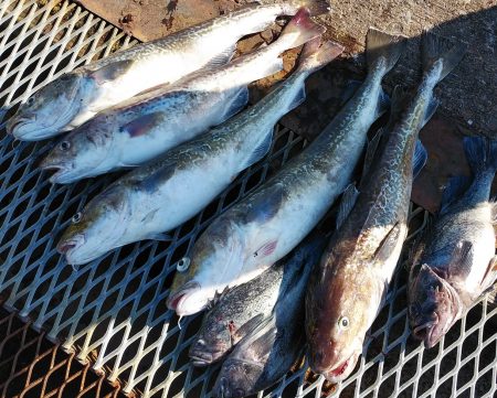 釣り船一番星 釣果