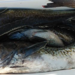 釣り船一番星 釣果