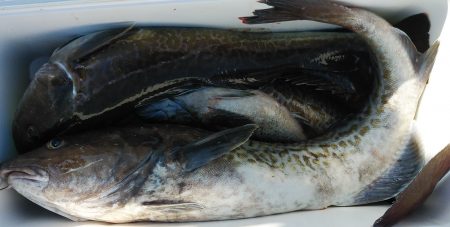 釣り船一番星 釣果