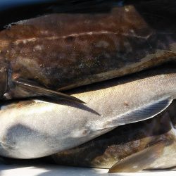 釣り船一番星 釣果