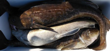 釣り船一番星 釣果