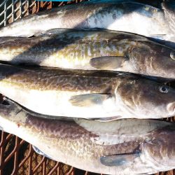 釣り船一番星 釣果