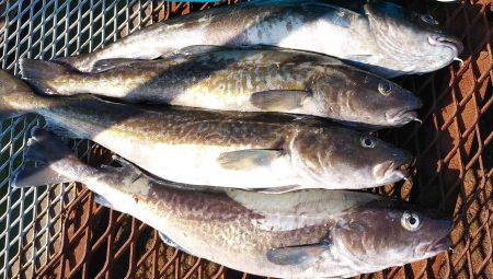 釣り船一番星 釣果