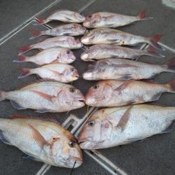 飛燕さくら丸 釣果