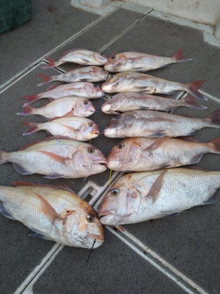 飛燕さくら丸 釣果