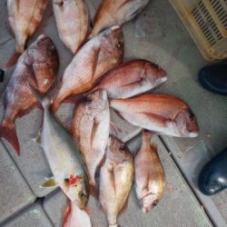 フィッシング太陽 釣果