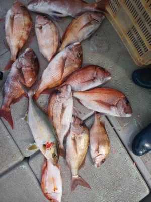 フィッシング太陽 釣果