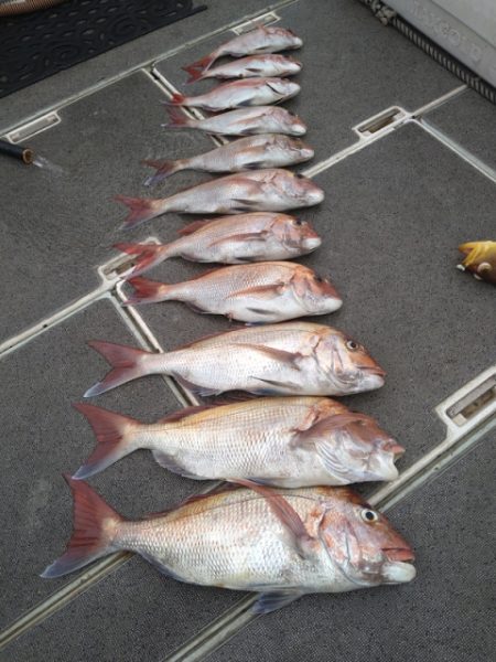 飛燕さくら丸 釣果