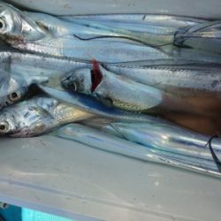 フィッシング太陽 釣果