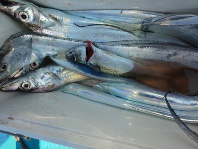 フィッシング太陽 釣果