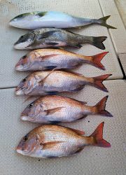 釣り舟　海竜 釣果