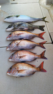 釣り舟　海竜 釣果