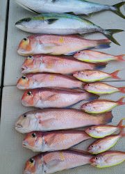 釣り舟 海竜 釣果