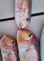 釣り舟 海竜 釣果