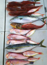 釣り舟　海竜 釣果