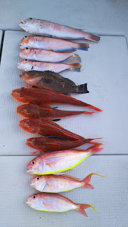 釣り舟　海竜 釣果