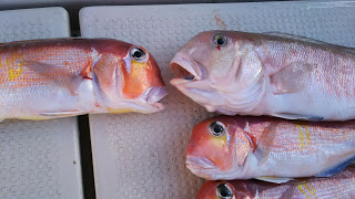 釣り舟　海竜 釣果