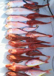 釣り舟 海竜 釣果