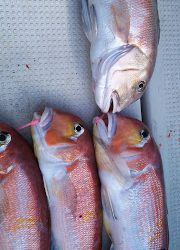 釣り舟 海竜 釣果