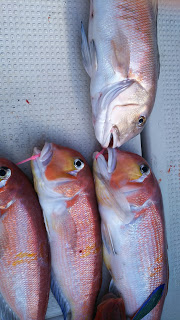 釣り舟　海竜 釣果