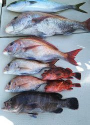 釣り舟　海竜 釣果