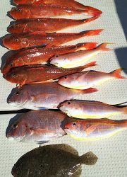 釣り舟 海竜 釣果