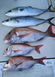 釣り舟 海竜 釣果