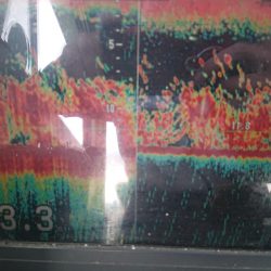 深川 吉野屋 釣果