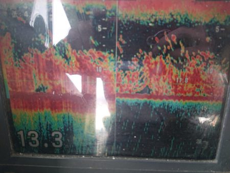 深川 吉野屋 釣果