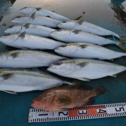 アジアマリンサービス 釣果