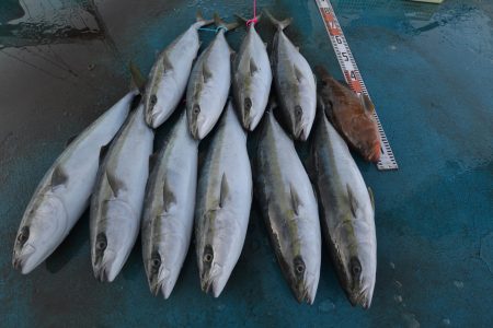 アジアマリンサービス 釣果