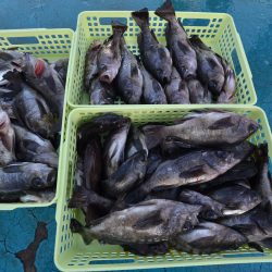 アジアマリンサービス 釣果