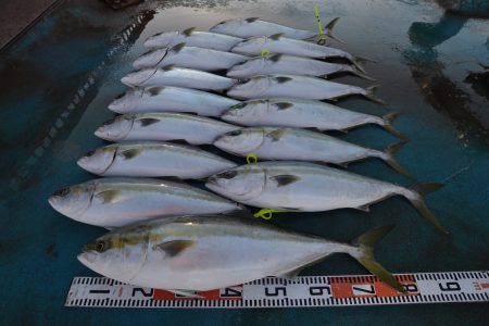 アジアマリンサービス 釣果