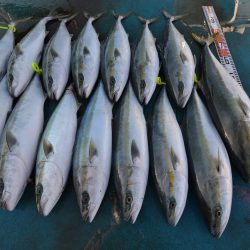 アジアマリンサービス 釣果