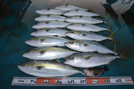 アジアマリンサービス 釣果