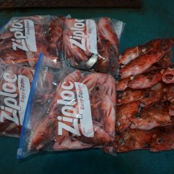 アジアマリンサービス 釣果