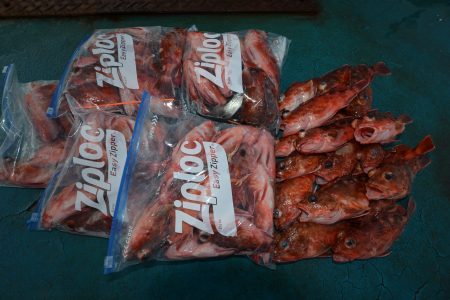 アジアマリンサービス 釣果