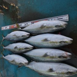 アジアマリンサービス 釣果