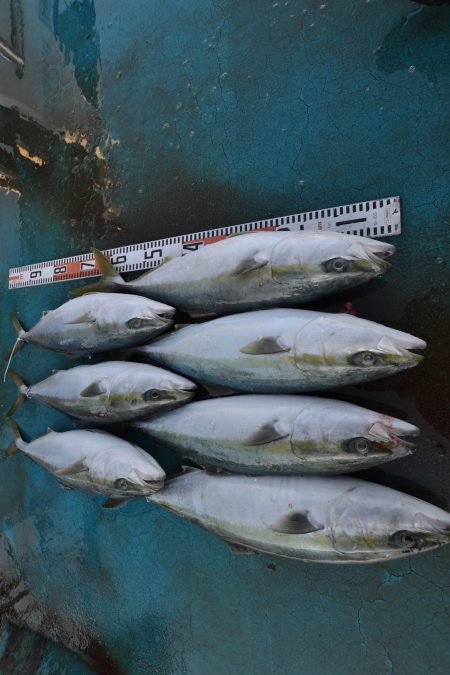 アジアマリンサービス 釣果