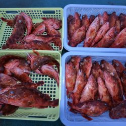 アジアマリンサービス 釣果