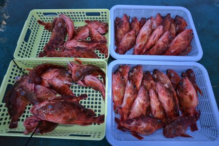 アジアマリンサービス 釣果