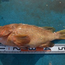 アジアマリンサービス 釣果