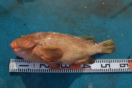 アジアマリンサービス 釣果