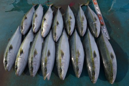 アジアマリンサービス 釣果