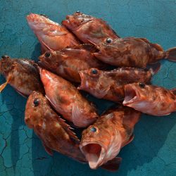 アジアマリンサービス 釣果