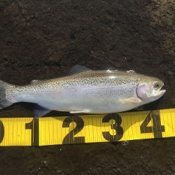 志高湖フィッシング 釣果